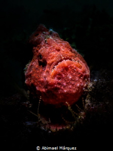 Frogfish by Abimael Márquez 
